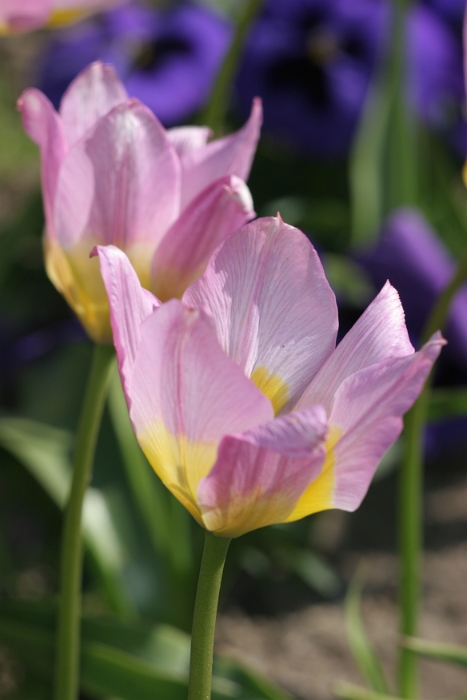 Tulipes a Morges 2007 - 129